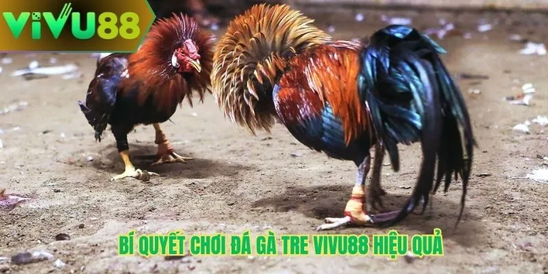 Bí quyết chơi đá gà tre Vivu88 hiệu quả