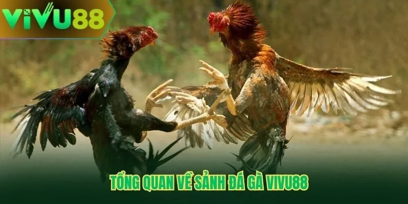 Tổng quan về sảnh đá gà Vivu88