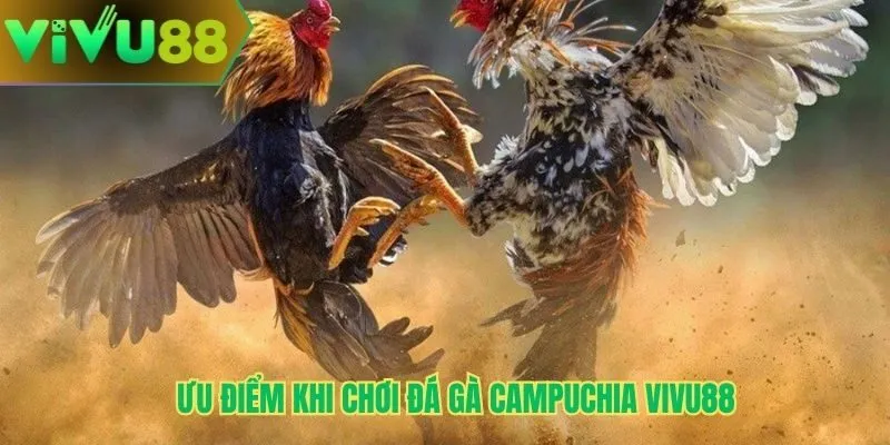 Ưu điểm khi chơi đá gà campuchia Vivu88